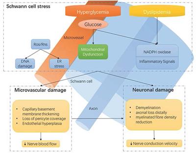 Frontiers | New Perspective In Diabetic Neuropathy: From The Periphery ...